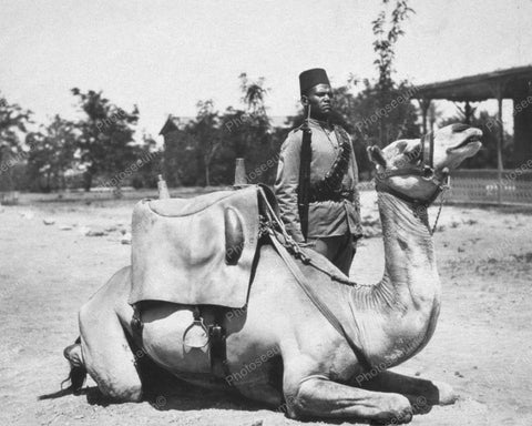 Camel Soldier In British Army 1920s 8x10 Reprint Of Old Photo - Photoseeum