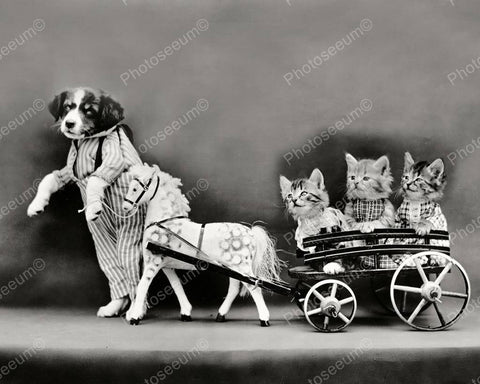 Dog Leading Kittens In A Wagon 8x10 Reprint Of Old Photo - Photoseeum