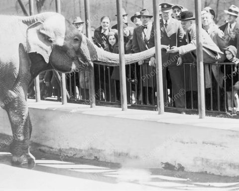 Feeding Elephant Central Park Zoo NY 1935 Vintage 8x10 Reprint Of Old Photo - Photoseeum