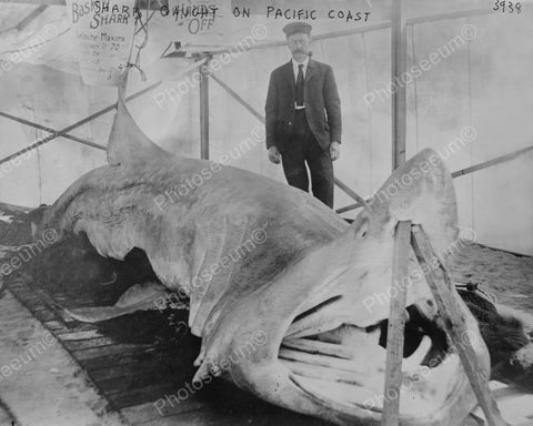 Shark Caught In Pacific Ocean Vintage 8x10 Reprint Of Old Photo - Photoseeum