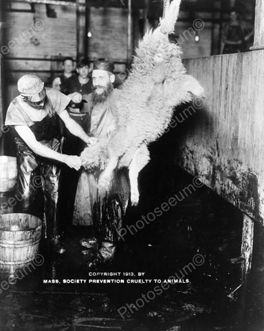 Kosher Animal Preparation 1913 8x10 Reprint Of Old Photo - Photoseeum