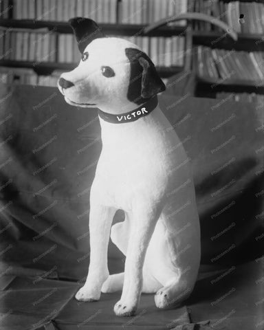 Toy RCA Victor Dog Adorable! 8x10 Reprint Of Old Photo - Photoseeum