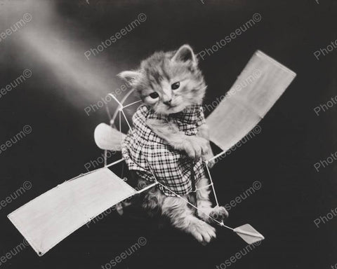 Cat Ready For Flight 8x10 Reprint Of Old Photo - Photoseeum