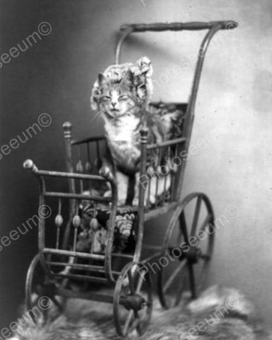 Cat Sitting In Victorian Brass Carriage 8x10 Reprint Of Old Photo - Photoseeum